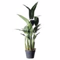 Supergreens Texnito Dentro Pouli tou Paradeisou Strelizia Reginas 100cm 4130-6