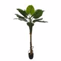 Supergreens Texnito Dentro Alokasia 150cm 4760-6