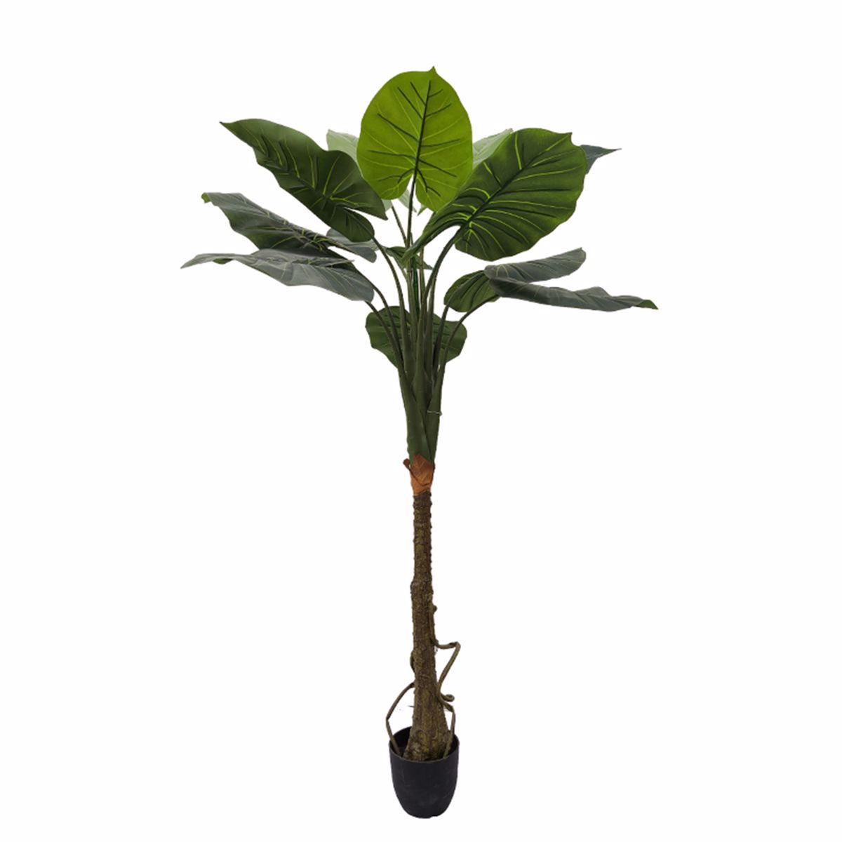 Supergreens Texnito Dentro Alokasia 150cm 4760-6
