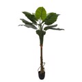 Supergreens Texnito Dentro Alokasia 150cm 4760-6
