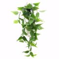 Supergreens Texnito Futo Fikos ''Coide'' Prasino 62cm 5591-7