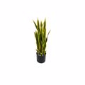 Supergreens Texnito Futo Sansebieria Trifasciata Prasino 75cm 6411-6