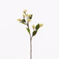 Supergreens Texnito Klonari Mouro Bez 63cm 7601-7