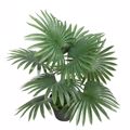 Supergreens Texnito Futo se Gastra Foinikas Washingtonia Prasino 48cm 8001-6