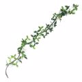 Supergreens Texniti Grlanta Fikos Ginseng Prasini 240cm 8881-7
