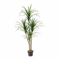 Supergreens Texnito Dentro Drakaina ''Anita''  150cm 9280-6