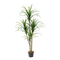 Supergreens Texnito Dentro Drakaina ''Anita''  150cm 9280-6