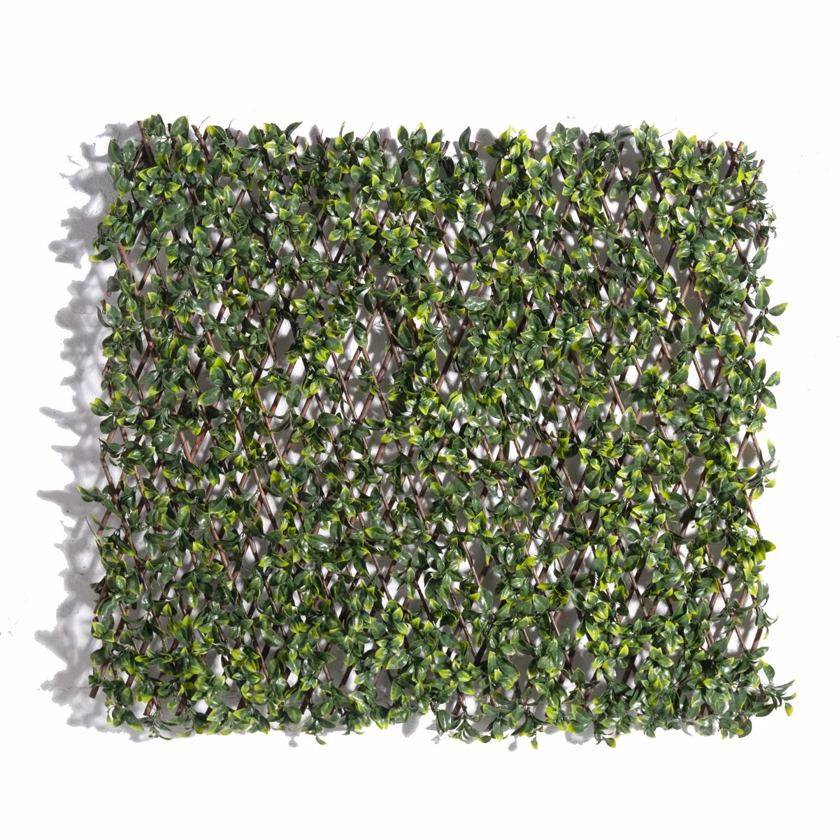 Supergreens Texniti Ptussomeni Fullosia Seflera Arboricola 100x200cm 9351-7