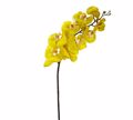 Zaros Texnito Futo Falainopsis Fresh Touch Gold 97cm AX319