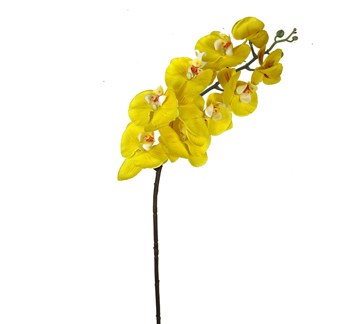 Zaros Texnito Futo Falainopsis Fresh Touch Gold 97cm AX319