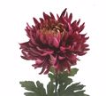 Zaros Xrusanthemo ''Indian Red'' 81cm AX816