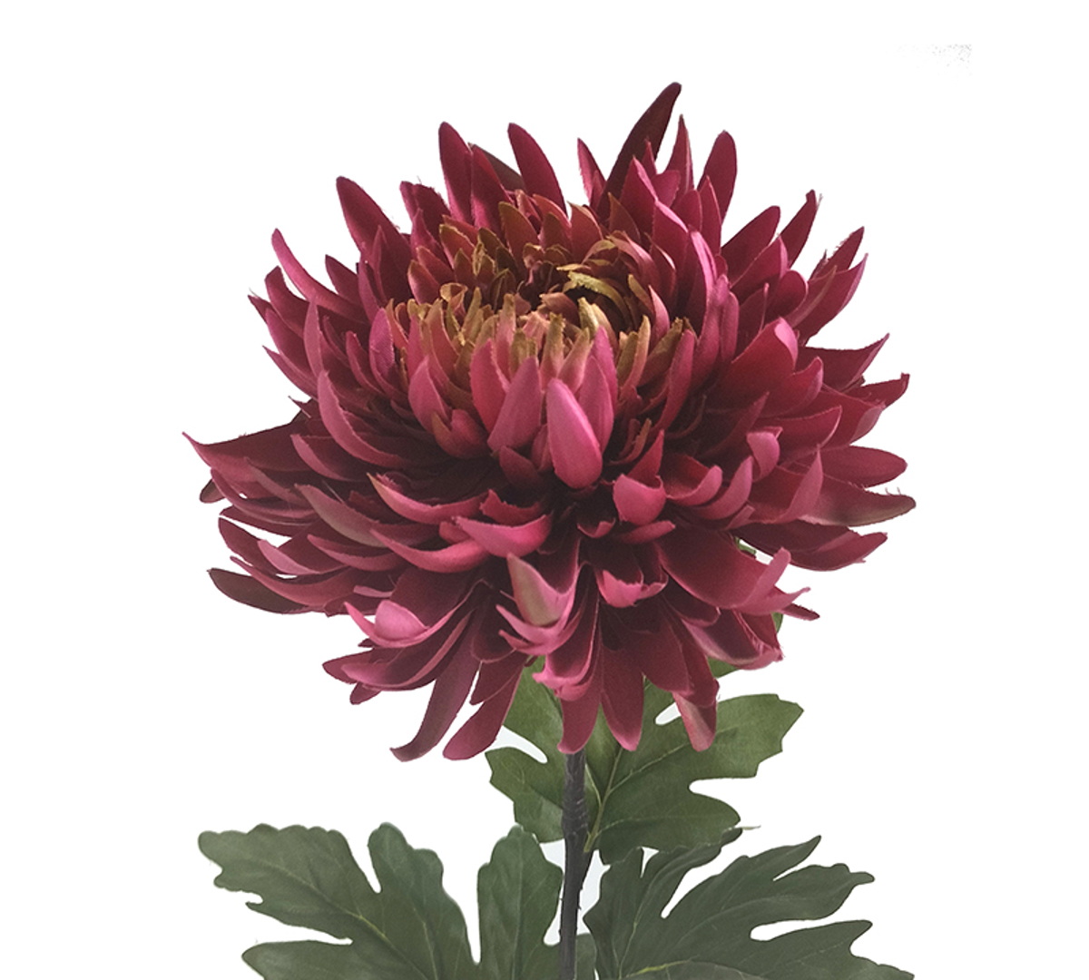 Zaros Xrusanthemo ''Indian Red'' 81cm AX816