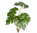 Zaros Fulla Monstera me Riza 50cm FL145