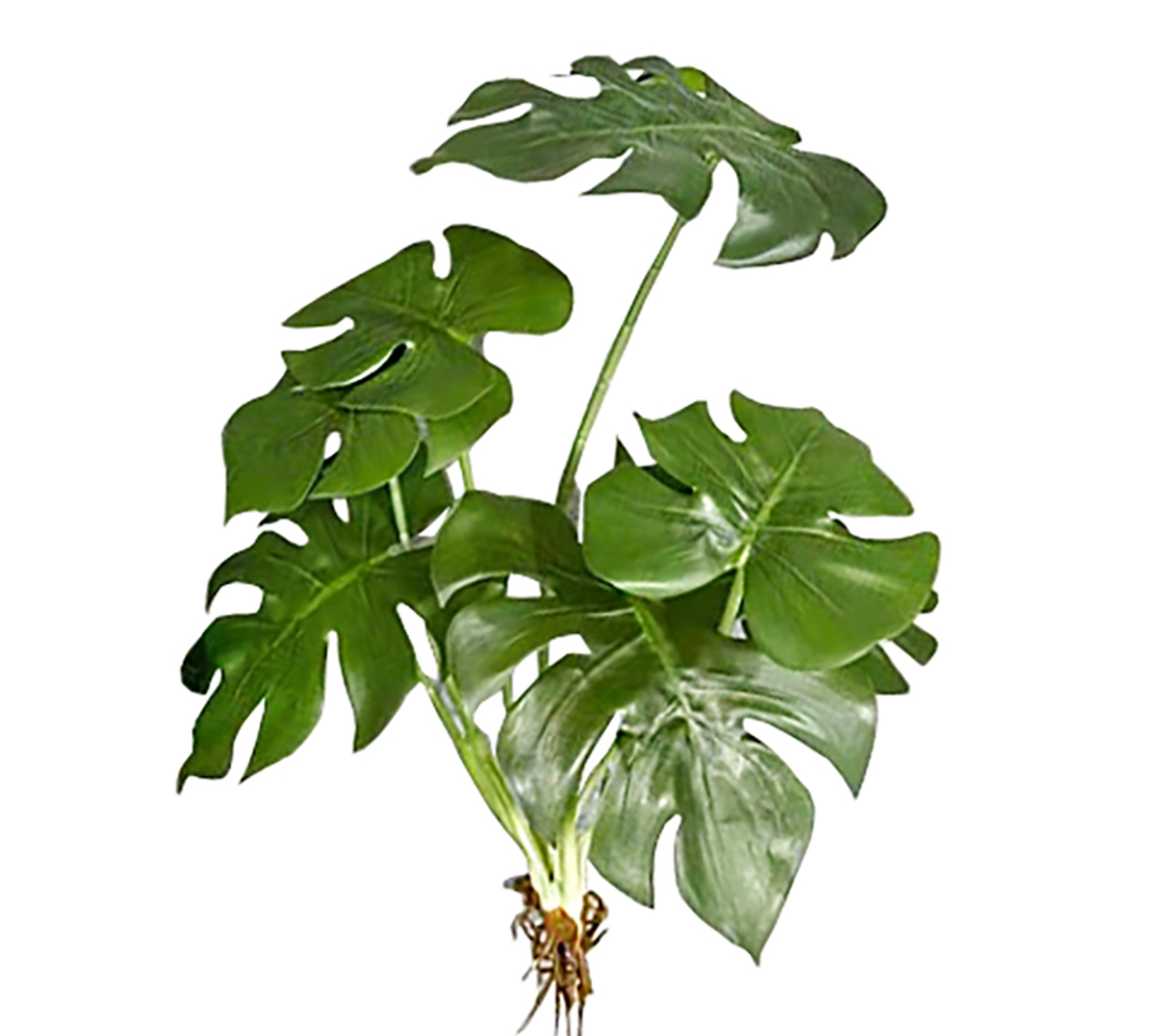 Zaros Fulla Monstera me Riza 50cm FL145