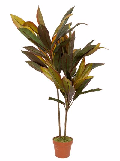 Zen Collection Φυτό Κορδυλίνη σε Γλάστρα 110cm 49973