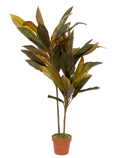Zen Collection Φυτό Κορδυλίνη σε Γλάστρα 110cm 49973