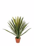 Zen Collection Futo Gouka se Gastra 58cm 49976
